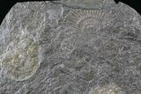 Dactylioceras Ammonite Cluster - Posidonia Shale #23197-1